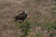 Snail Kite