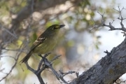 Thick-billed Vireo 2