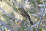 Thick-billed Vireo