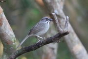 Zapata Sparrow - Cayo Coco