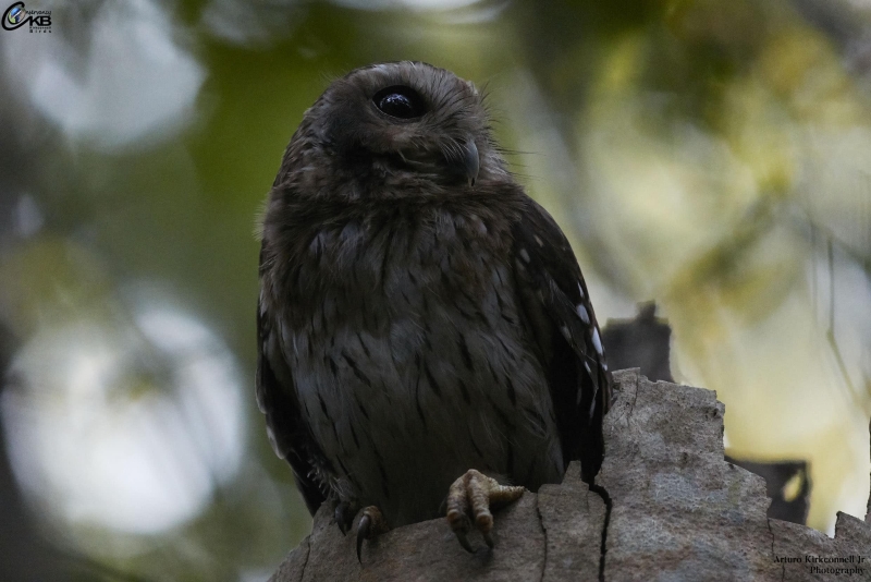 Bare-legged Owl