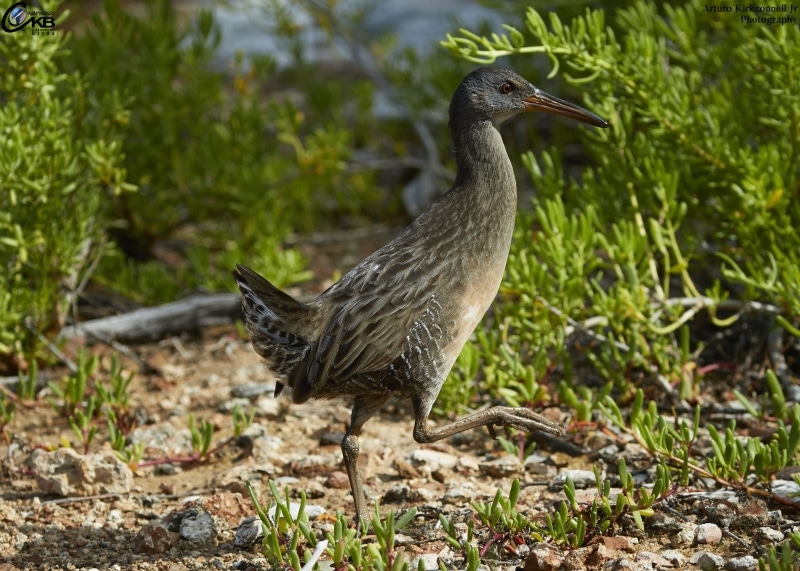 Clapper Rail