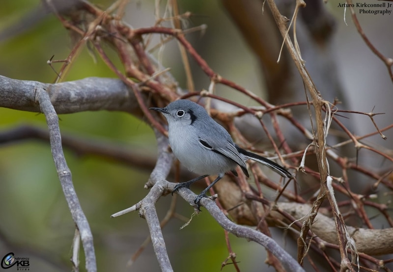 Cuban Gnatcatcher