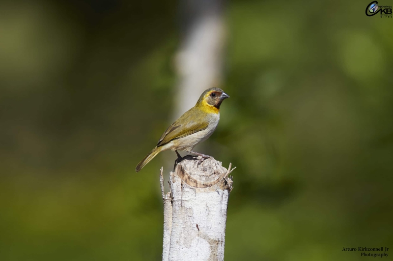 Cuban Grassquit - Female