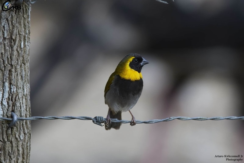 Cuban Grassquit - Male