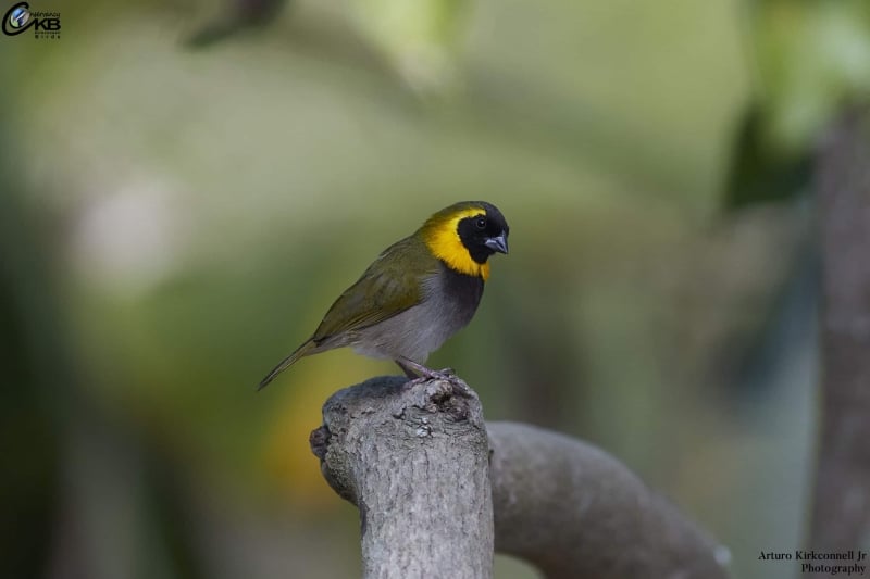 Cuban Grassquit - Male