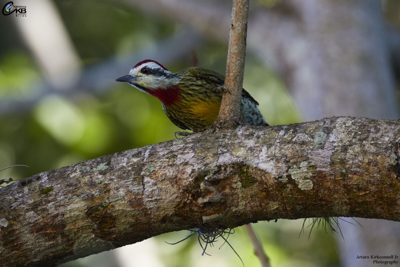 Cuban Green Woodpecker