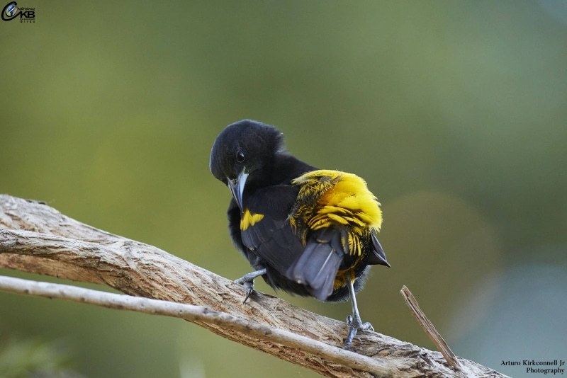 Cuban Oriole