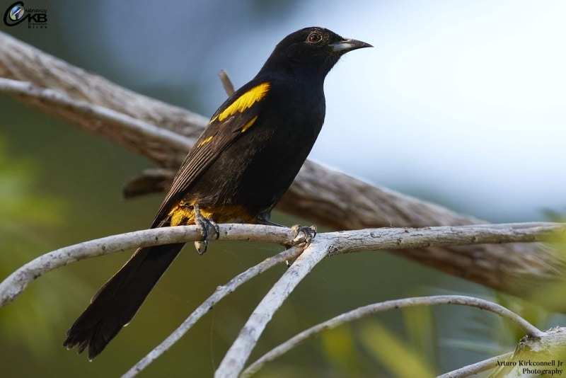 Cuban Oriole