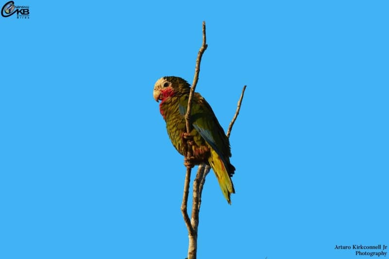 Cuban Parrot