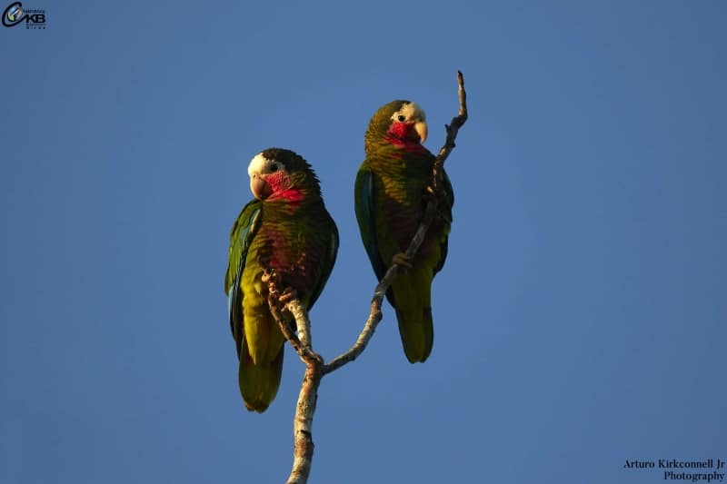 Cuban Parrot