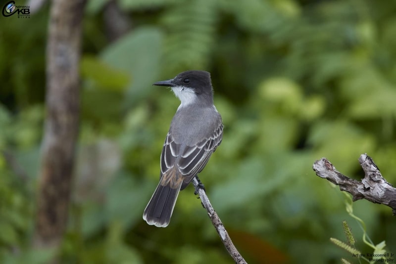 Loggerhead Kingbird - Back View