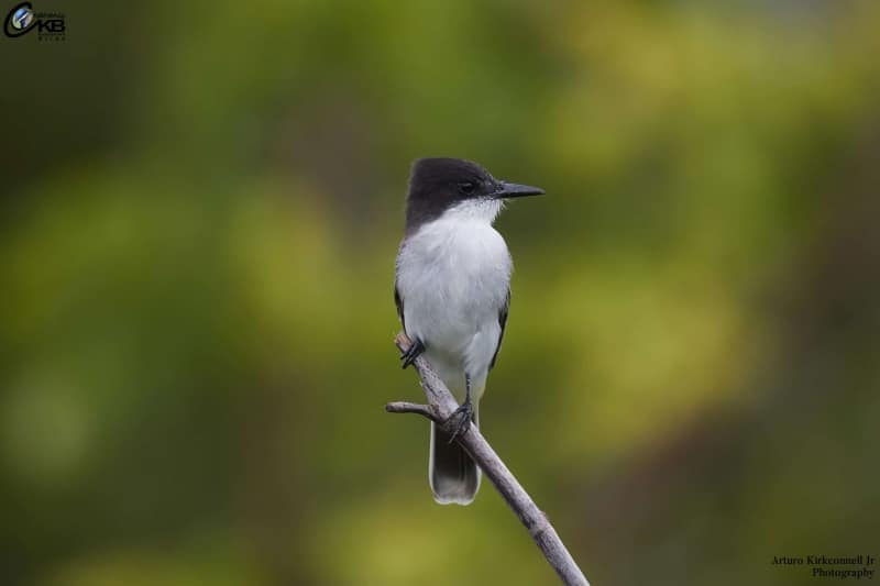 Loggerhead Kingbird - Front View