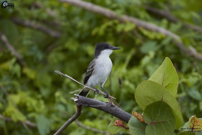 Loggerhead Kingbird - Side View