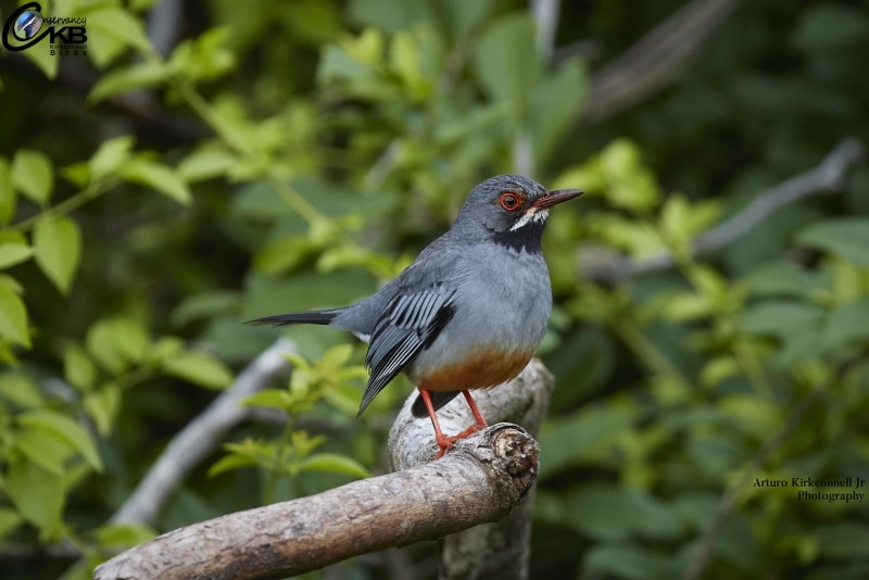 Red-legged Thrush