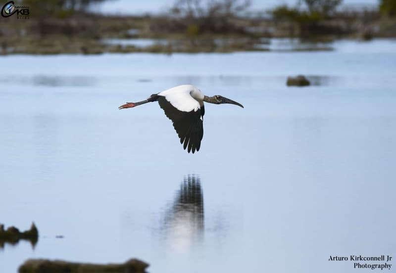 Wood Stork