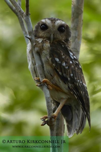 Bare-legged Owl 3