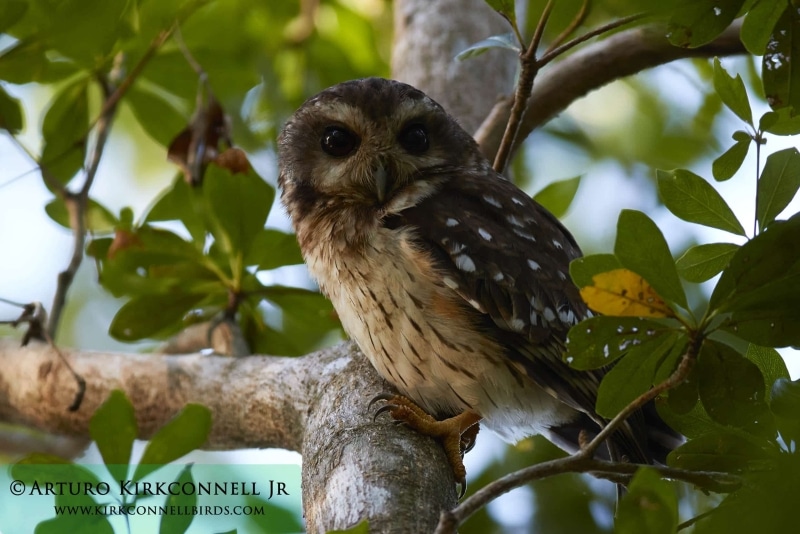 Bare-legged Owl 4