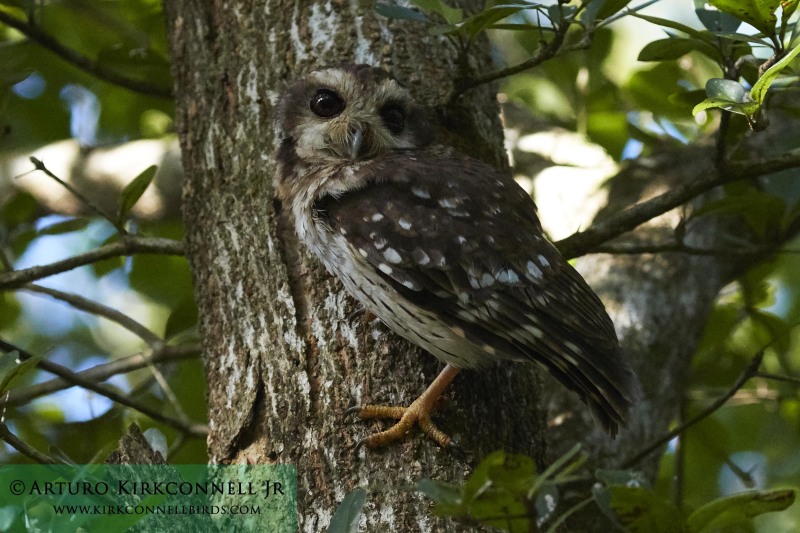 Bare-legged Owl 5