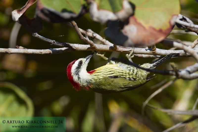 Cuban Green Woodpecker 1