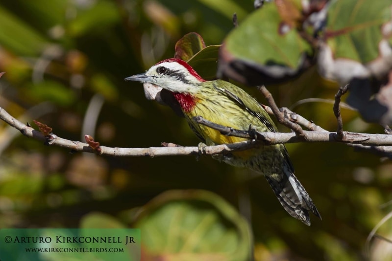 Cuban Green Woodpecker 2