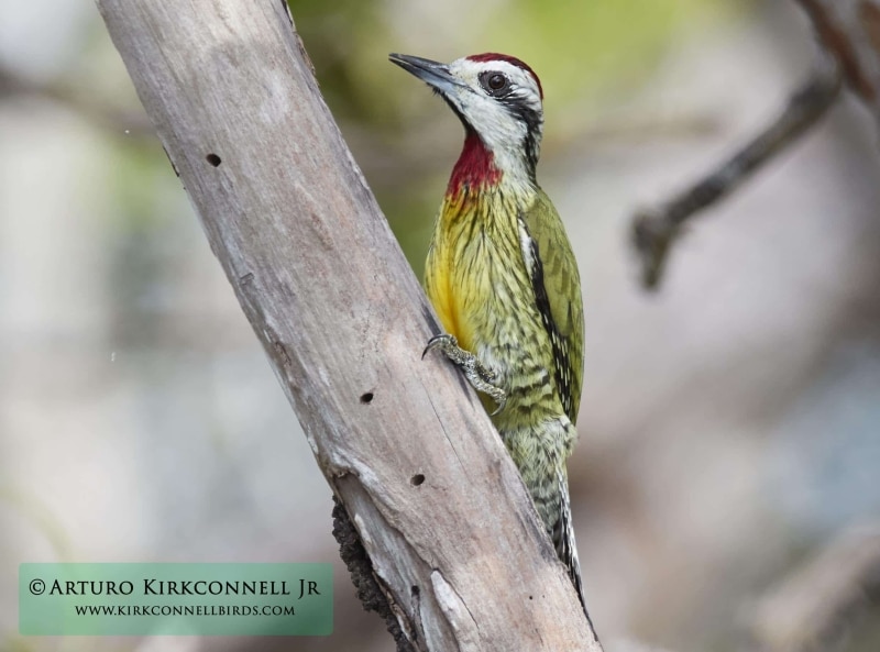 Cuban Green Woodpecker 3