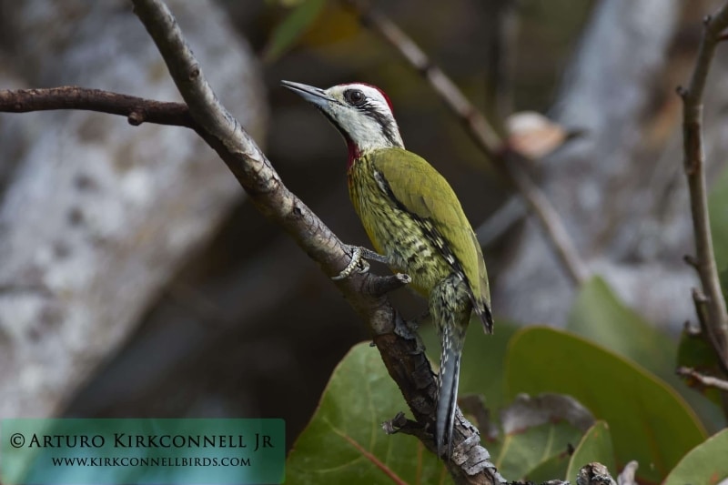 Cuban Green Woodpecker 4