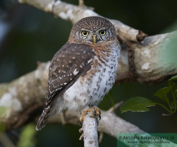 Cuban Pygmy-Owl 1