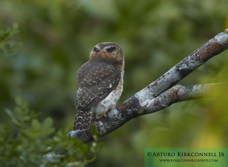 Cuban Pygmy-Owl 2