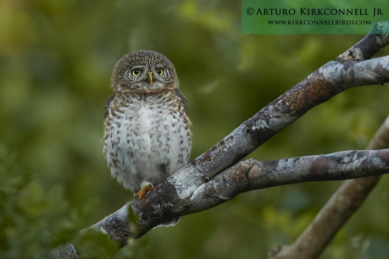 Cuban Pygmy-Owl 3