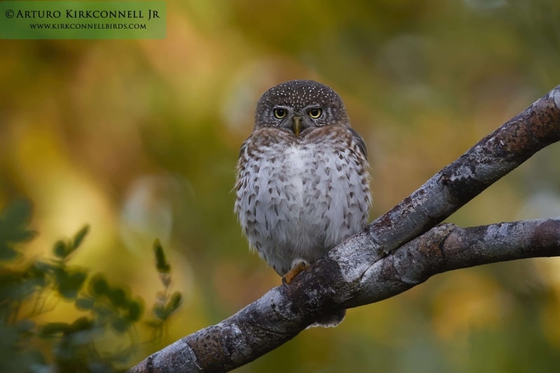 Cuban Pygmy-Owl 4