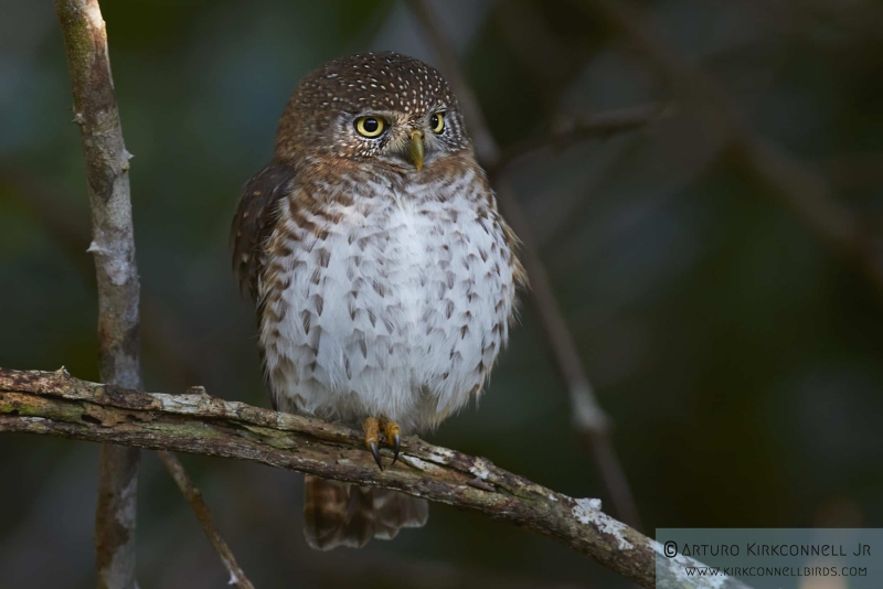 Cuban Pygmy-Owl 5