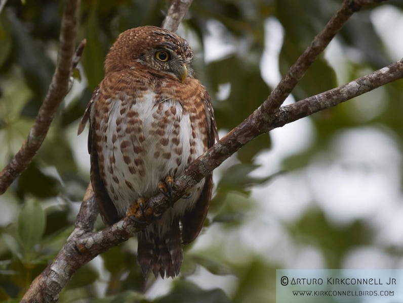 Cuban Pygmy-Owl 6