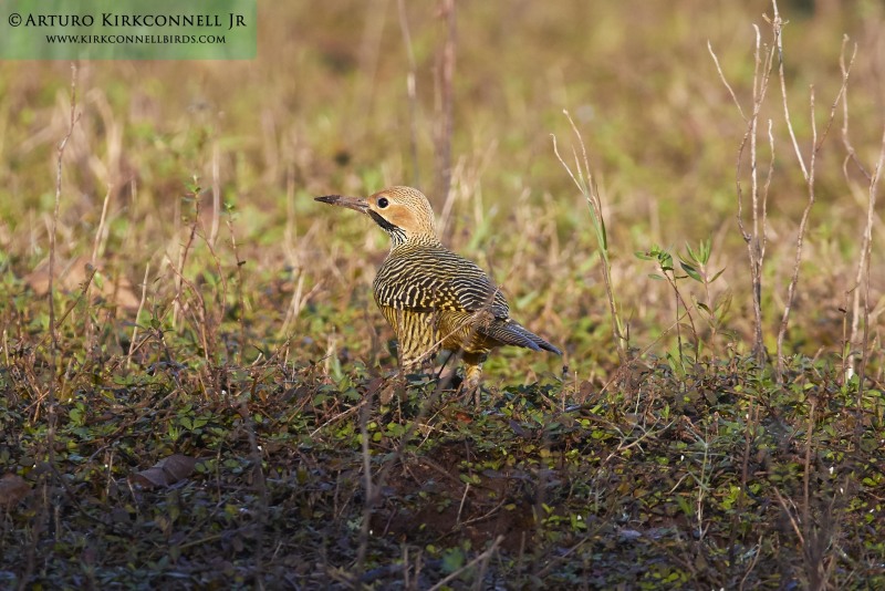 Fernandina's Flicker