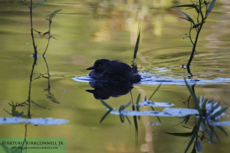 Least grebe 1