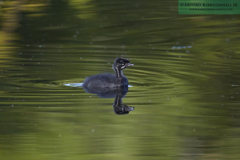 Least grebe 2