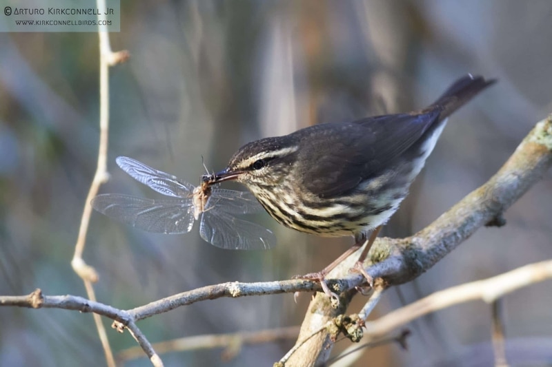 Northern Waterthrush 2