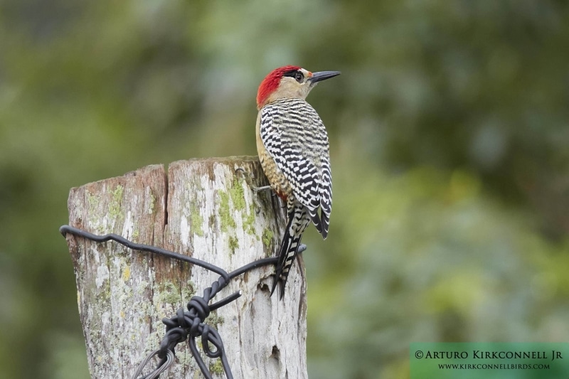 West Indian Woodpecker 1