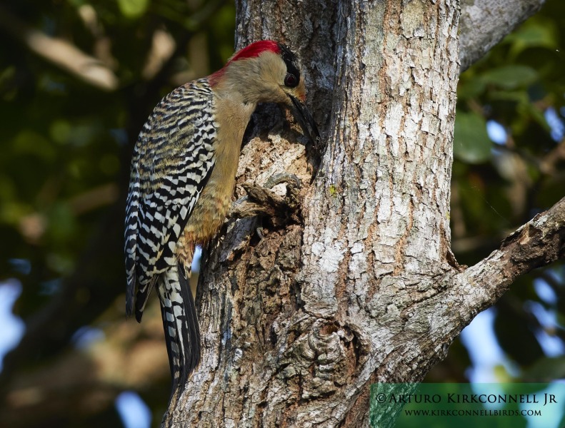 West Indian Woodpecker 2