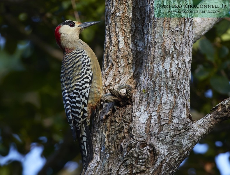 West Indian Woodpecker 3