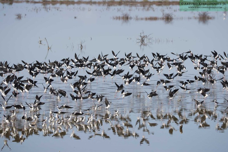 Black-necked Stilt