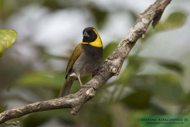 Cuban Grassquit