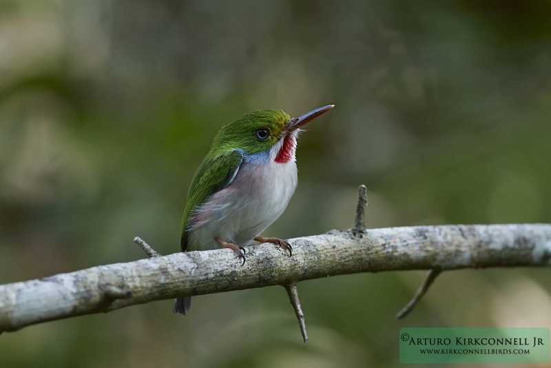 Cuban Tody 1