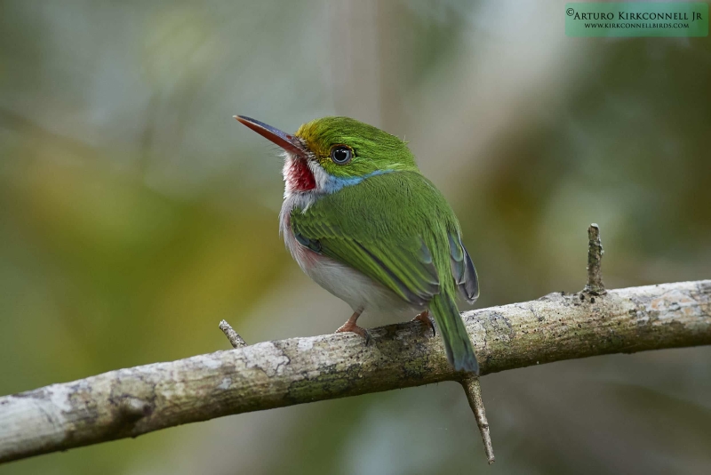 Cuban Tody 2