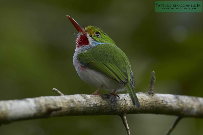 Cuban Tody 3