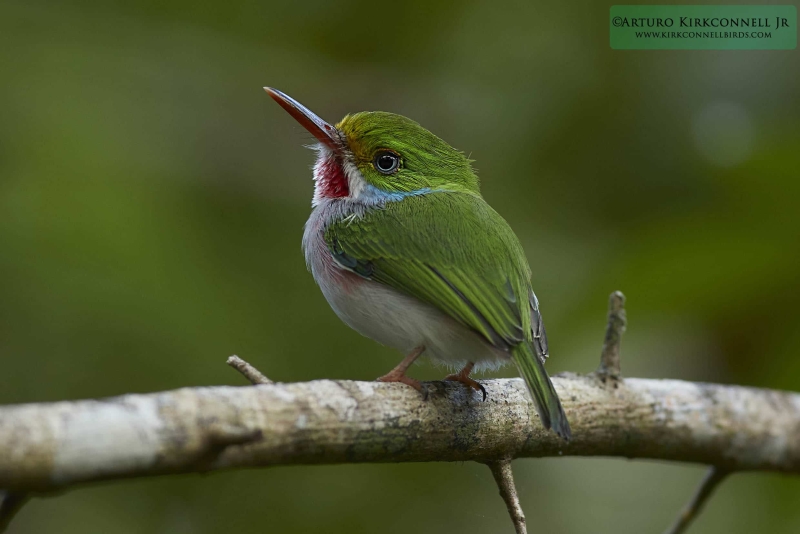 Cuban Tody 4