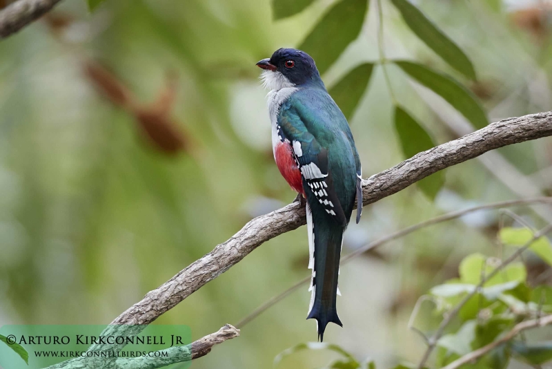 Cuban Trogon 1