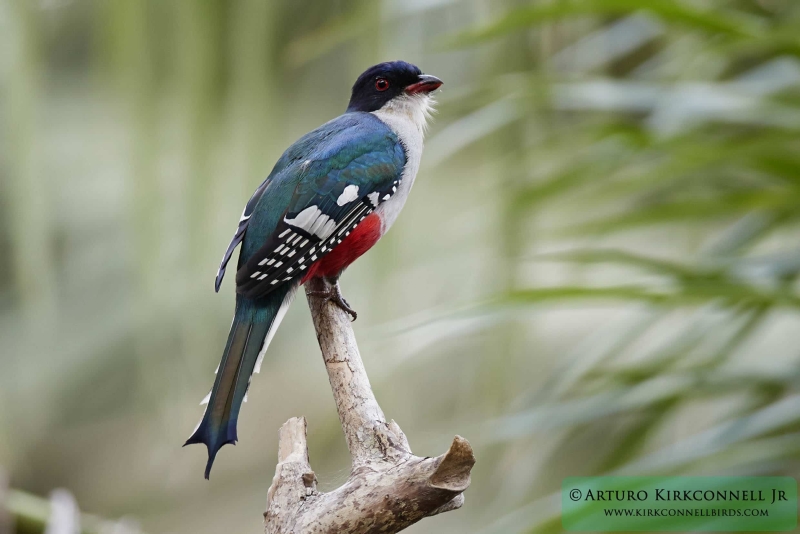 Cuban Trogon 2