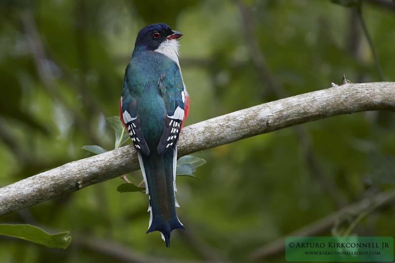 Cuban Trogon 3