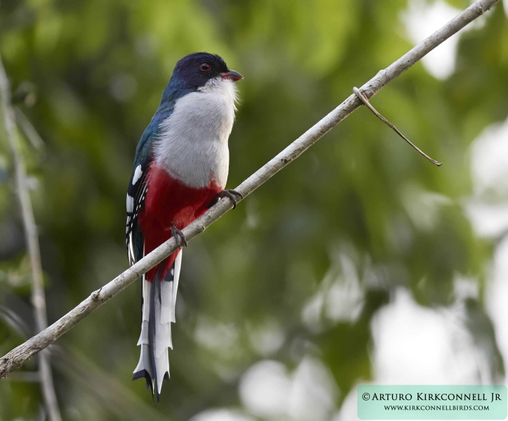 Cuban Trogon 4